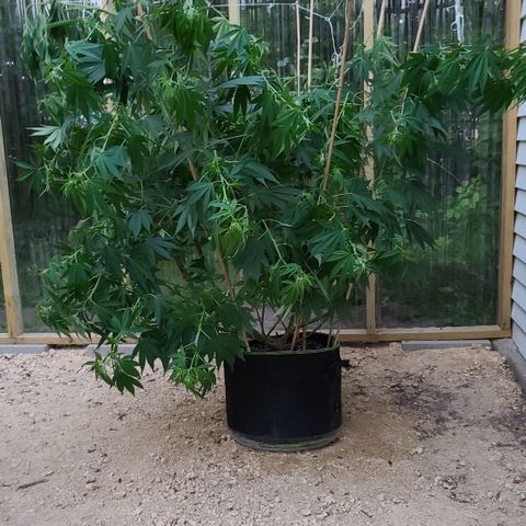 Jack Herer growlog photo: After super cropping