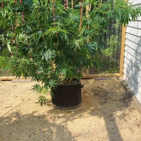 Jack Herer growlog photo: After supporting the branches