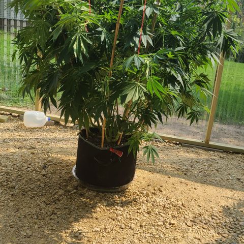 Purple Power growlog photo: After supporting the branches