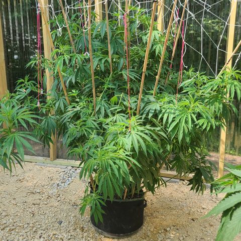 MediKit growlog photo: After supporting the branches