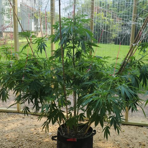 Aurora Indica growlog photo: After supporting the branches