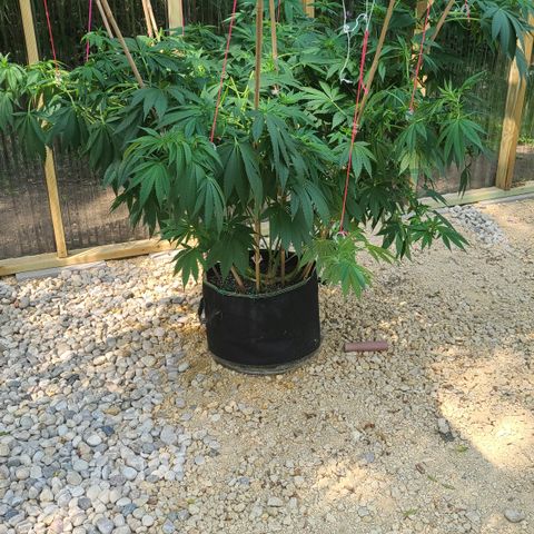 Critical Plus growlog photo: After supporting the branches