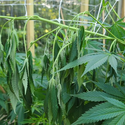 Aurora Indica growlog photo: Lost one branch after super cropping. Cut it off today.