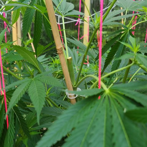 Aurora Indica growlog photo: Lost one branch after super cropping. Cut it off today.