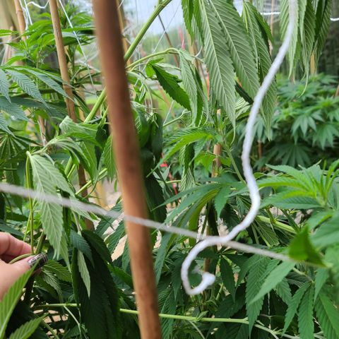 MediKit growlog photo: Lost one branch. Cut it off today