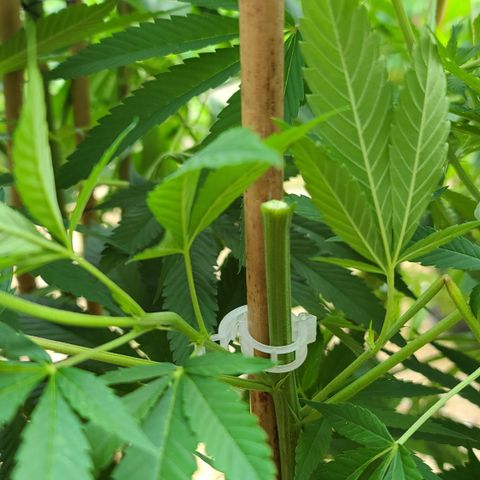 MediKit growlog timeline photo