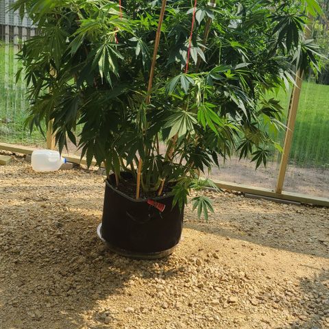 Purple Power growlog photo: Before Luke got to her...