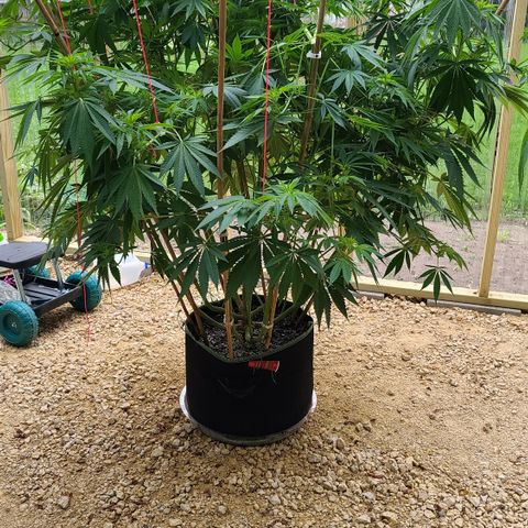 Purple Power growlog photo: After Luke got to her and trimmed a lot more 😁