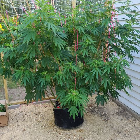 Jack Herer growlog photo: Before trimming