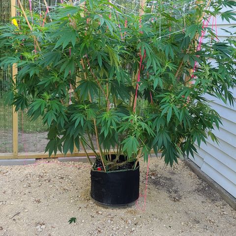 Jack Herer growlog photo: After trimming