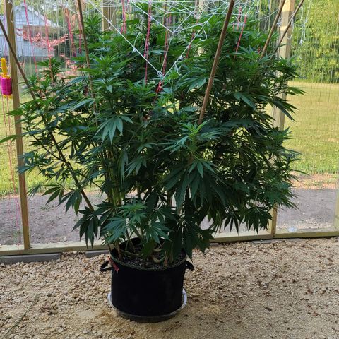 Purple Power growlog photo: Just because she's so pretty! 😍