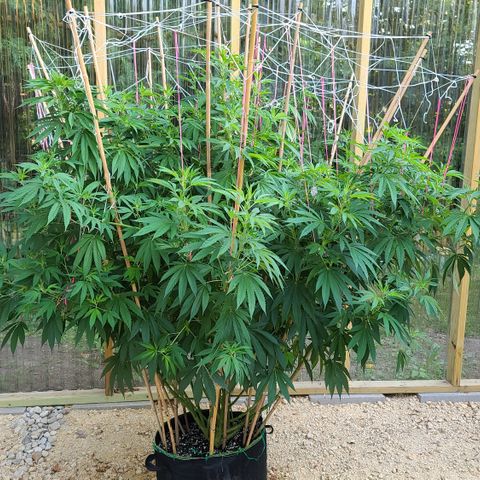 MediKit growlog photo: Before defoliation 