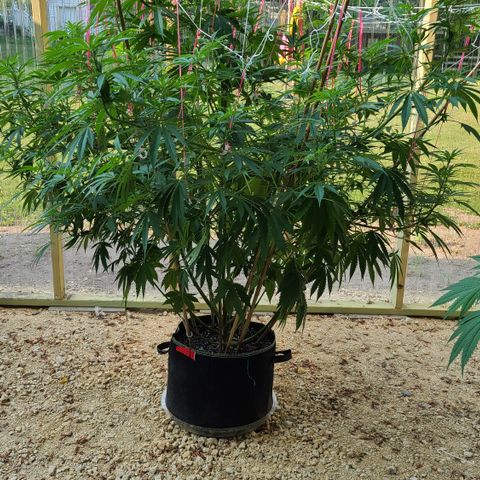 Aurora Indica growlog photo: Before trimming