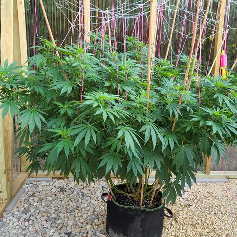 Critical Plus growlog photo: Before trimming