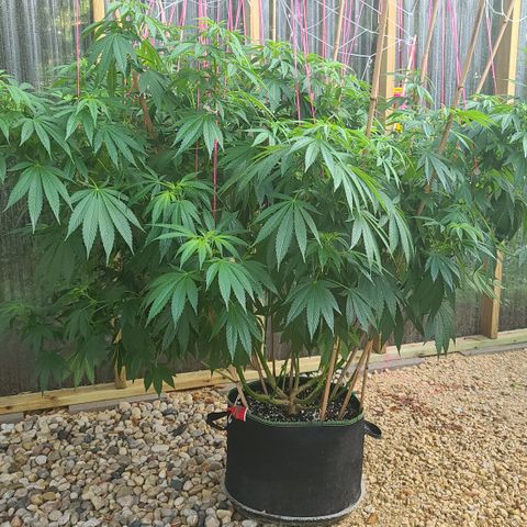 Critical Plus growlog photo: After trimming