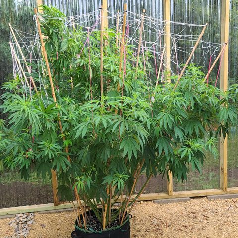 MediKit growlog photo: After trimming