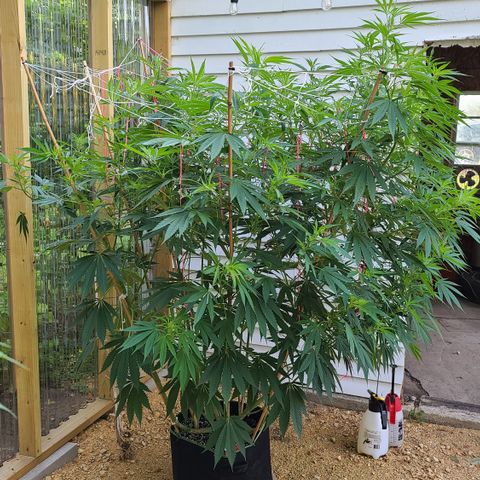 Jack Herer growlog photo: Just because she's so pretty!!
