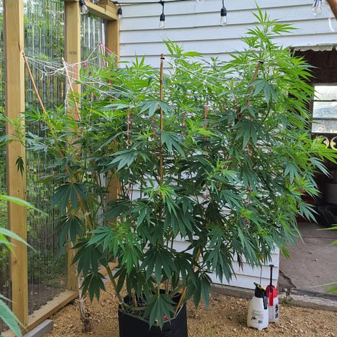 Jack Herer growlog timeline photo
