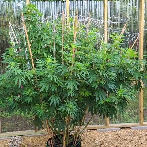 MediKit growlog photo: Just because she's so pretty!!