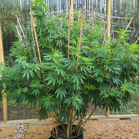 MediKit growlog timeline photo