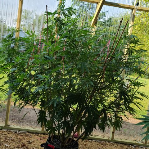 Aurora Indica growlog photo: Just because she's so pretty!!