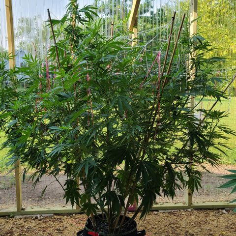 Aurora Indica growlog timeline photo