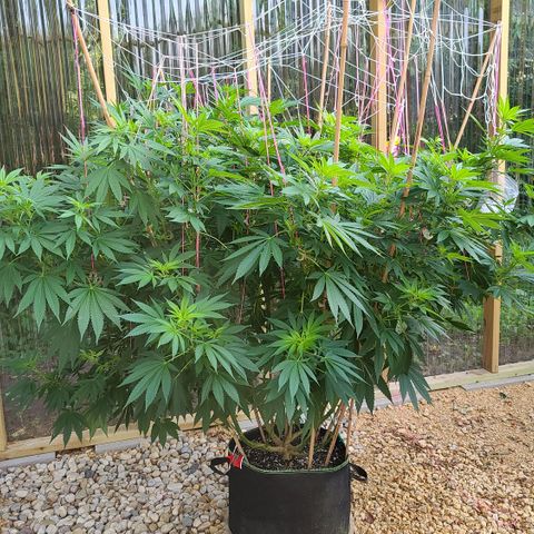 Critical Plus growlog photo: Just because she's so pretty!!