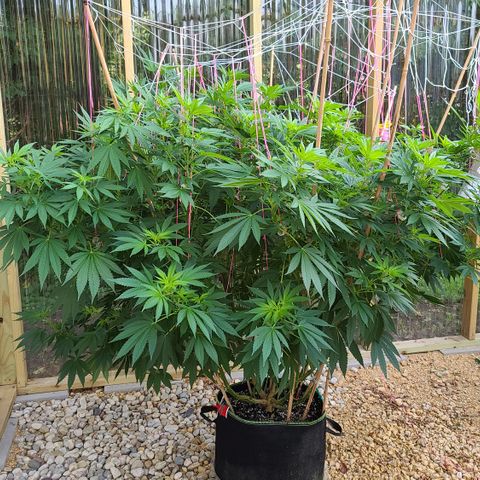 Critical Plus growlog timeline photo