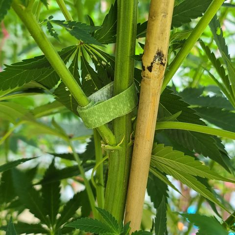 Purple Power growlog photo: Ooops... Trying to pull her down a little to let sun in... Pulled a little too hard... 😭