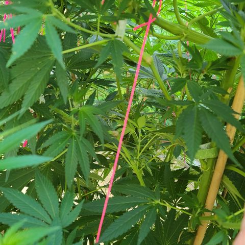 Purple Power growlog photo: Ooops... Trying to pull her down a little to let sun in... Pulled a little too hard... 😭