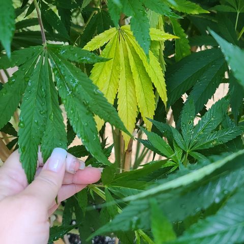 MediKit growlog photo: Starting to yellow! 