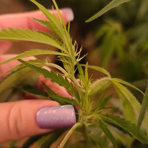Jack Herer growlog photo: Start of pistols? 