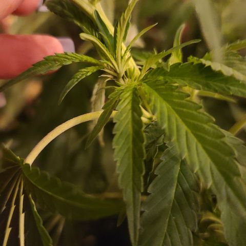 Purple Power growlog photo: Start of pistols? 