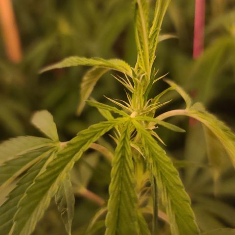 MediKit growlog photo: Start of pistols? 