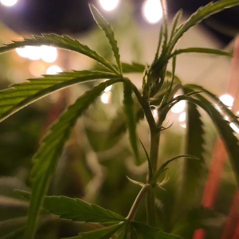 Aurora Indica growlog photo: Start of pistols? 