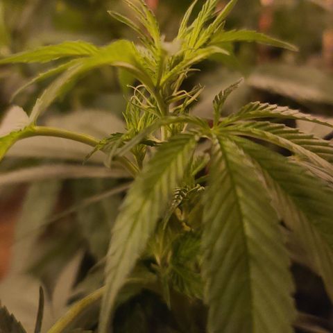 Critical Plus growlog photo: Start of pistols? 