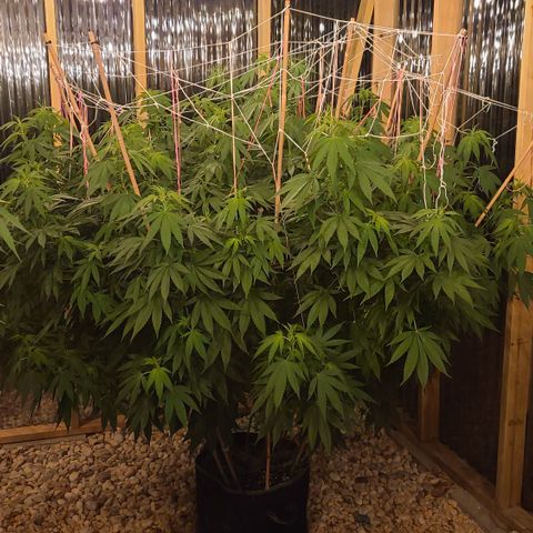 Critical Plus growlog timeline photo