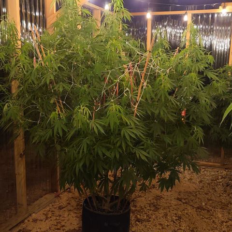 Aurora Indica growlog timeline photo