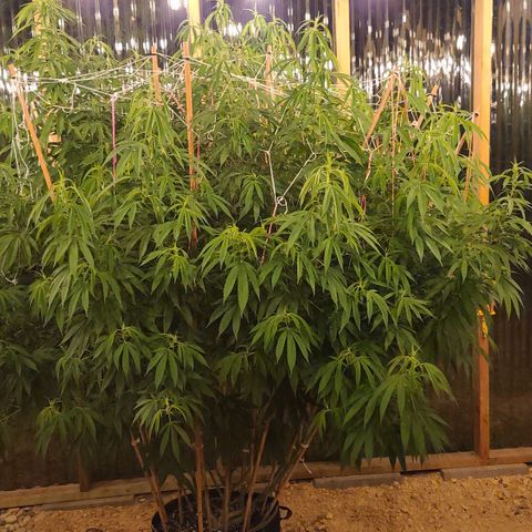 MediKit growlog timeline photo