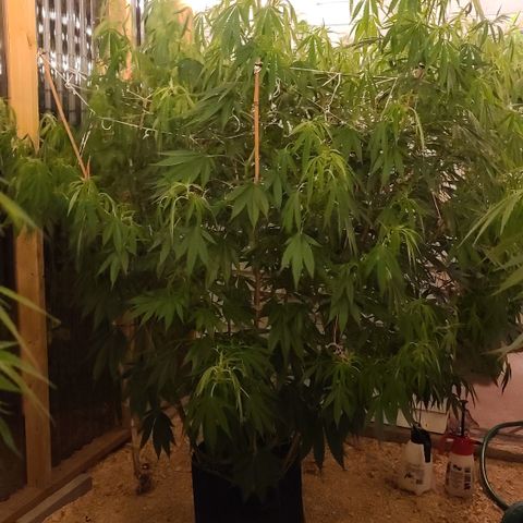 Jack Herer growlog timeline photo