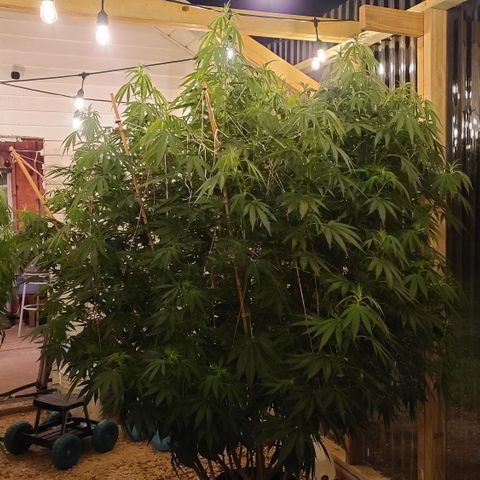 Purple Power growlog timeline photo