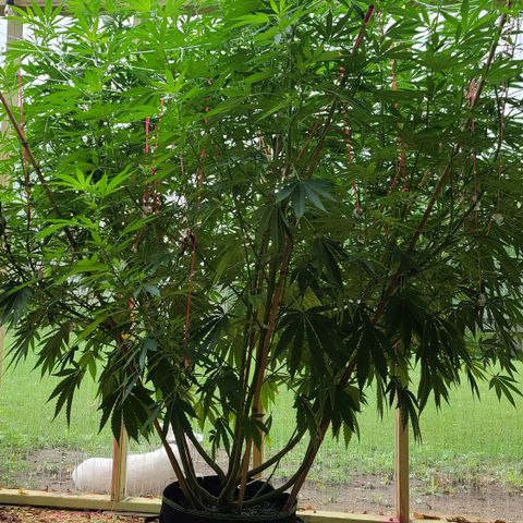 Aurora Indica growlog timeline photo