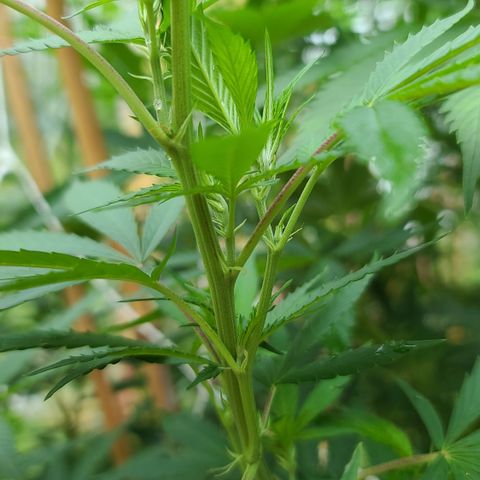 Aurora Indica growlog timeline photo