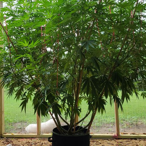 Aurora Indica growlog timeline photo