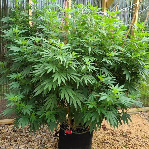 Critical Plus growlog timeline photo