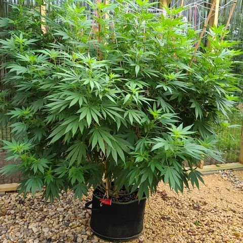 Critical Plus growlog timeline photo
