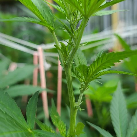 Critical Plus growlog timeline photo