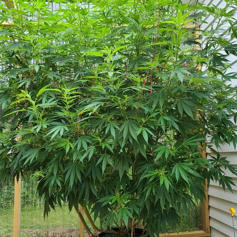 Jack Herer growlog timeline photo