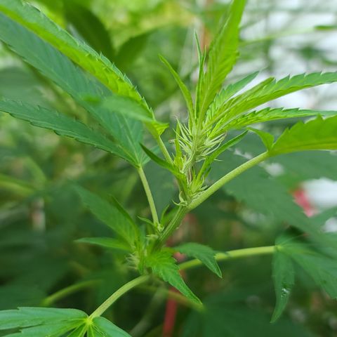 Jack Herer growlog timeline photo