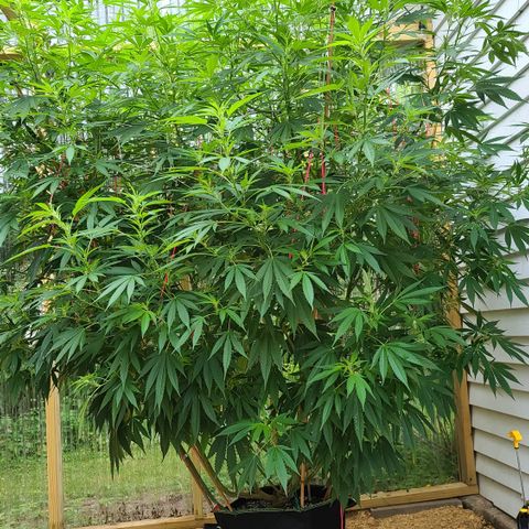 Jack Herer growlog timeline photo